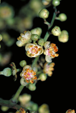 APII jpeg image of Cupaniopsis foveolata  © contact APII