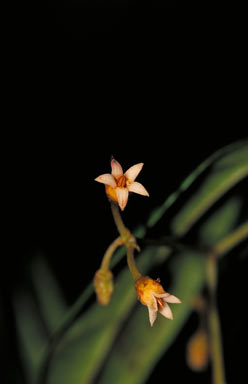 APII jpeg image of Parsonsia bartlensis  © contact APII