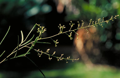 APII jpeg image of Atalaya angustifolia  © contact APII