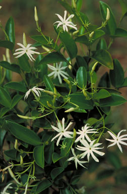 APII jpeg image of Jasminum longipetalum  © contact APII