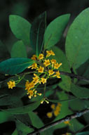Melodinus australis