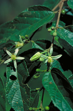 APII jpeg image of Grewia australis  © contact APII
