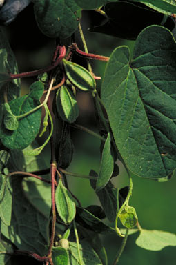 APII jpeg image of Aristolochia pubera var. aromatica  © contact APII