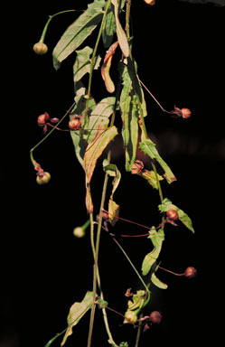 APII jpeg image of Xenostegia tridentata  © contact APII