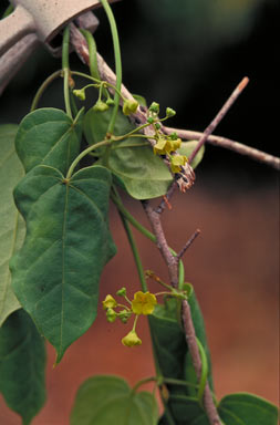 APII jpeg image of Heterostemma acuminatum  © contact APII