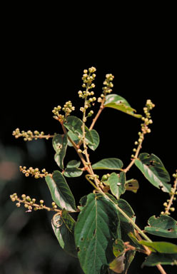 APII jpeg image of Gouania exilis  © contact APII