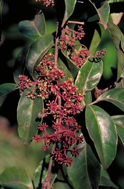 APII jpeg image of Tetrastigma nitens  © contact APII