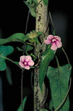 APII jpeg image of Ipomoea eriocarpa  © contact APII