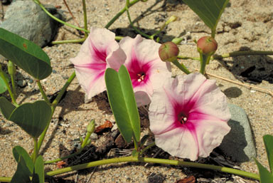 APII jpeg image of Ipomoea pes-caprae subsp. brasiliensis  © contact APII