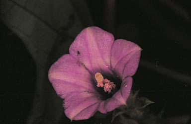 APII jpeg image of Ipomoea triloba  © contact APII