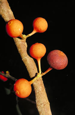 APII jpeg image of Ficus pantoniana  © contact APII