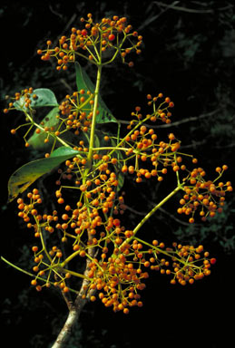 APII jpeg image of Schefflera elliptica  © contact APII