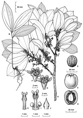 APII jpeg image of Cryptocarya pleurosperma  © contact APII