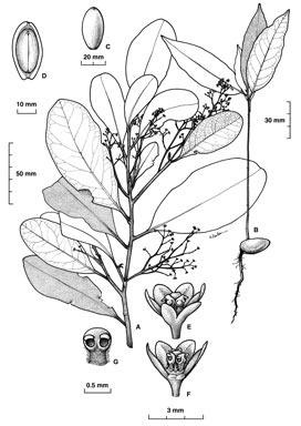 APII jpeg image of Endiandra bessaphila  © contact APII