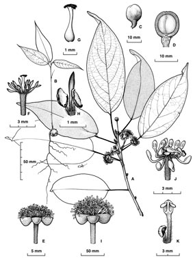 APII jpeg image of Lindera queenslandica  © contact APII