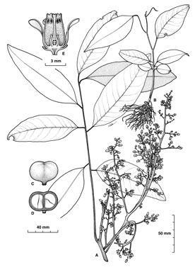 APII jpeg image of Dysoxylum alliaceum  © contact APII