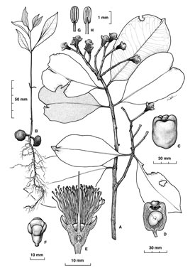 APII jpeg image of Syzygium alliiligneum  © contact APII