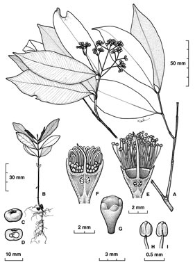 APII jpeg image of Syzygium angophoroides  © contact APII