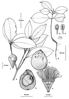 APII jpeg image of Syzygium cormiflorum  © contact APII