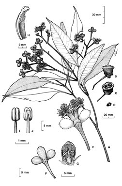 APII jpeg image of Stockwellia quadrifida  © contact APII