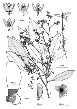 APII jpeg image of Argyrodendron trifoliolatum  © contact APII