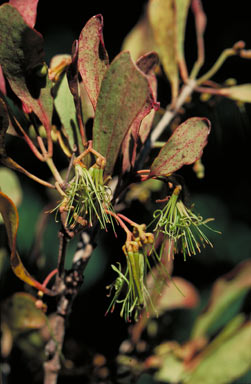 APII jpeg image of Amyema villiflora subsp. villiflora  © contact APII
