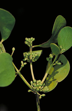 APII jpeg image of Cecarria obtusifolia  © contact APII