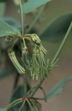 APII jpeg image of Amyema villiflora subsp. tomentilla  © contact APII