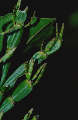 APII jpeg image of Korthalsella rubra subsp. rubra  © contact APII