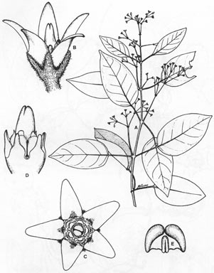 APII jpeg image of Leichhardtia cymulosa  © contact APII