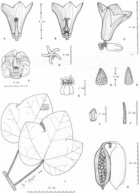 APII jpeg image of Brachychiton paradoxus  © contact APII