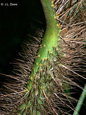 APII jpeg image of Calamus australis  © contact APII
