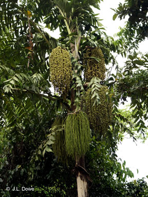 APII jpeg image of Caryota albertii  © contact APII