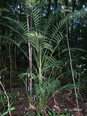 APII jpeg image of Laccospadix australasicus  © contact APII