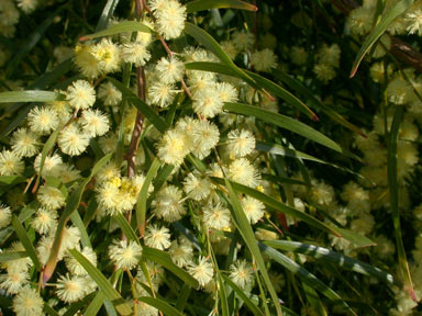 APII jpeg image of Acacia cognata  © contact APII