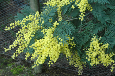 APII jpeg image of Acacia dealbata  © contact APII