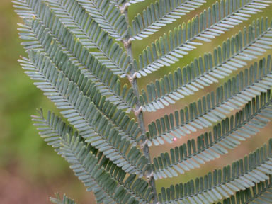 APII jpeg image of Acacia dealbata  © contact APII