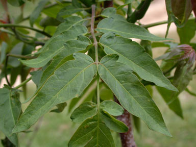 APII jpeg image of Ailanthus altissima  © contact APII