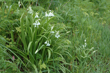 APII jpeg image of Allium triquetrum  © contact APII