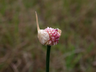 APII jpeg image of Allium vineale  © contact APII