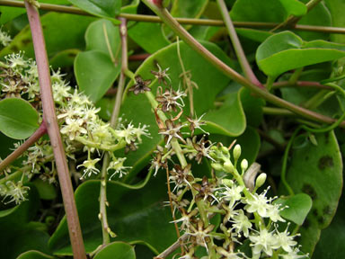 APII jpeg image of Anredera cordifolia  © contact APII