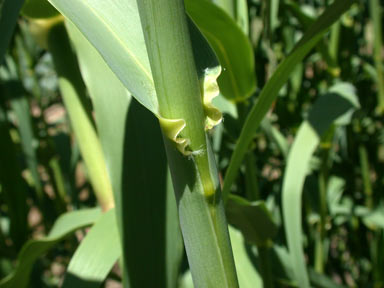 APII jpeg image of Arundo donax  © contact APII