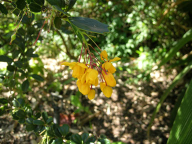 APII jpeg image of Berberis darwinii  © contact APII