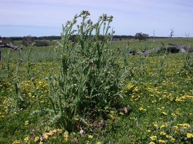 APII jpeg image of Carduus tenuiflorus  © contact APII