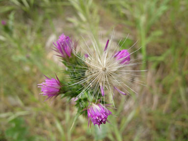 APII jpeg image of Carduus tenuiflorus  © contact APII