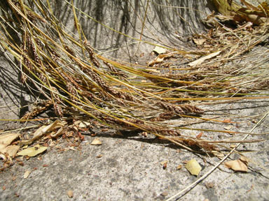 APII jpeg image of Carex testacea  © contact APII