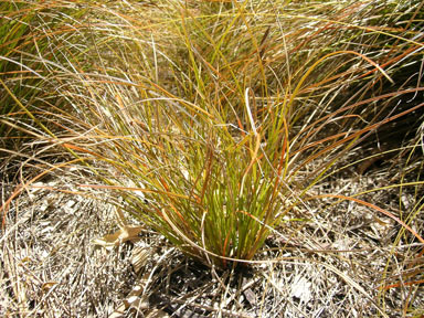 APII jpeg image of Carex testacea  © contact APII