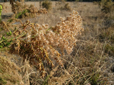 APII jpeg image of Cassinia arcuata  © contact APII