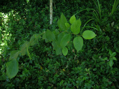 APII jpeg image of Celtis sinensis  © contact APII