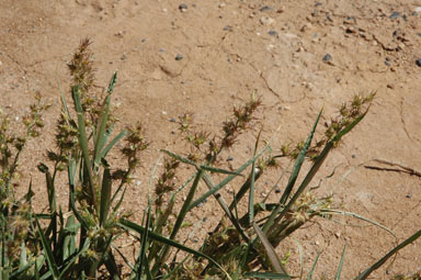 APII jpeg image of Cenchrus spinifex  © contact APII